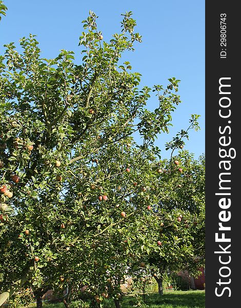 An Apple Tree Orchard on a Sunny Day. An Apple Tree Orchard on a Sunny Day.