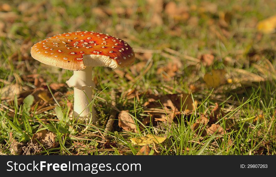 Mushroom on grass in Autumn, with sun and shadow. With a bite out of the front. Mushroom on grass in Autumn, with sun and shadow. With a bite out of the front.