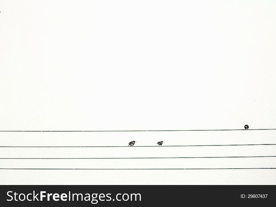 Birds On A Wire