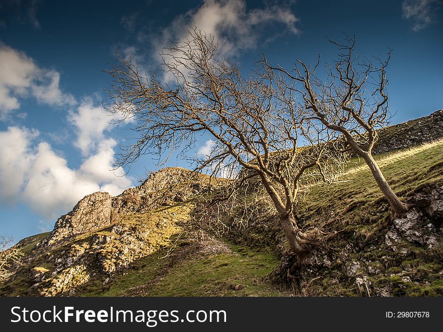 Trees growing out of the stones on a steep hillside on a sunny day in winter. Trees growing out of the stones on a steep hillside on a sunny day in winter.