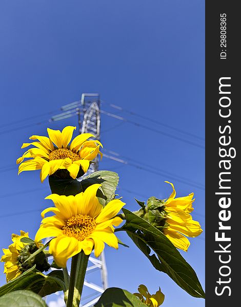 Young sunflowers on a blue sky background and high voltage electric tower .