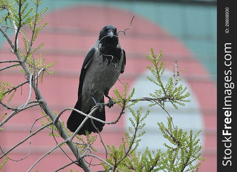 In spring, black and grey crow holding a dry spiraling tendril in beak for building a nest, standing on a branch sprouting up green leaves, with a pink background.