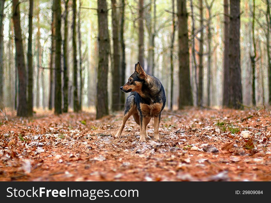 Dog walking in the autumn forest. Dog walking in the autumn forest