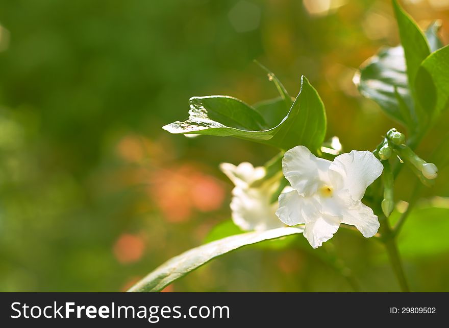 Ervatamia rostrata Markgr.white crape jasmine