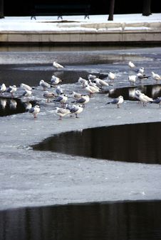 Flock Of White Birds On Frozen Lake Royalty Free Stock Image Flock Of White Birds On Frozen Lake Royalty Free Stock Image