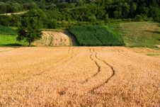 Grain Field Stock Photos Grain Field Stock Photos
