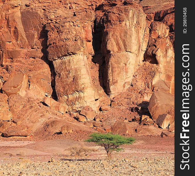 Lonely green tree in the stony desert. Timna park. Israel