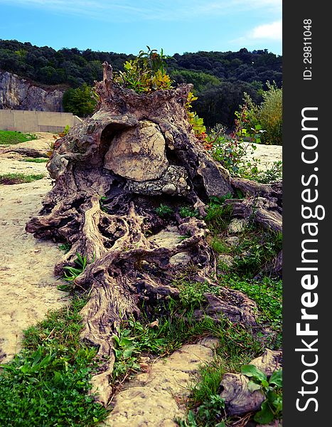 Young tree growing on old stump. Young tree growing on old stump