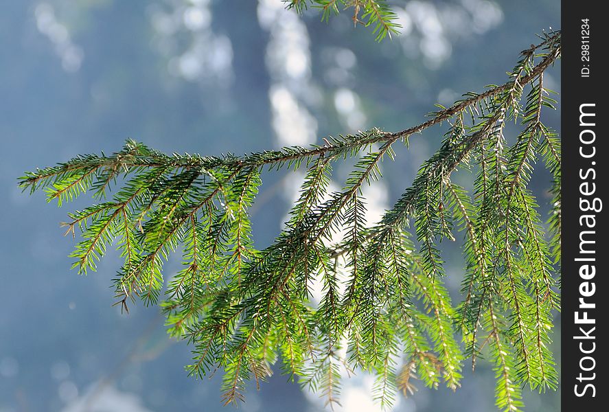 Fir tree branch on a background of smoke from the fire. Fir tree branch on a background of smoke from the fire