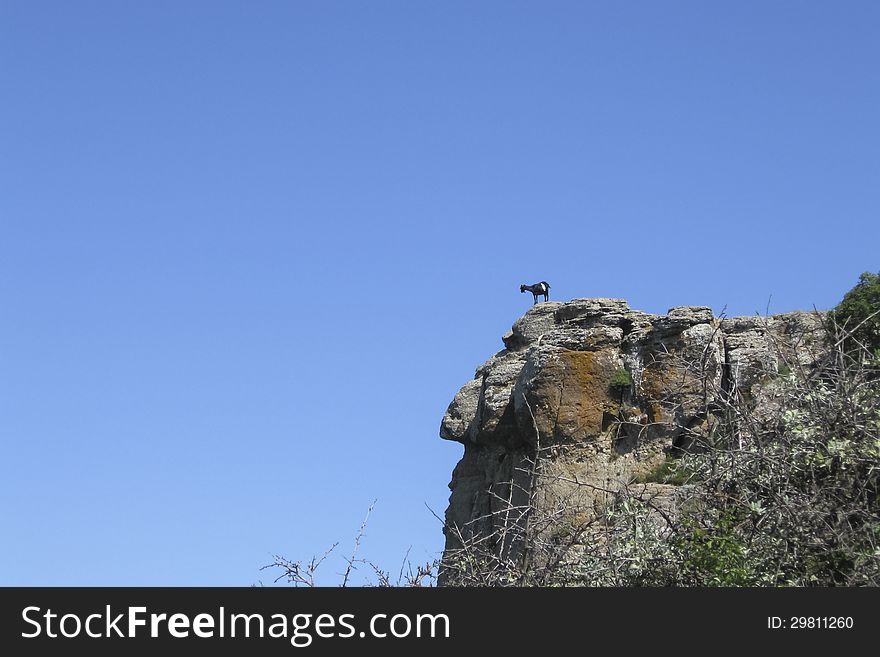 Goat on the top of the rock