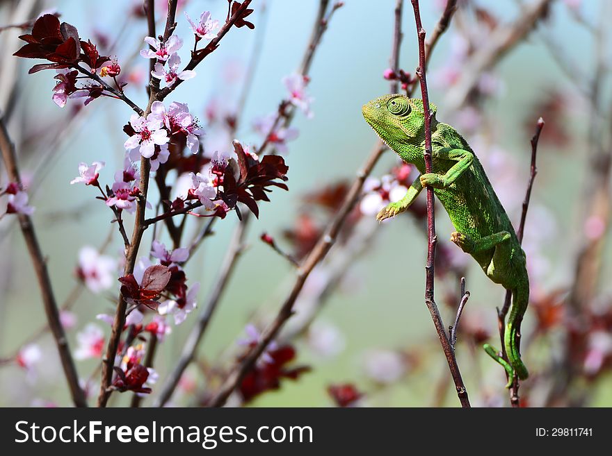 Green chameleon and pink flowers of plum tree.