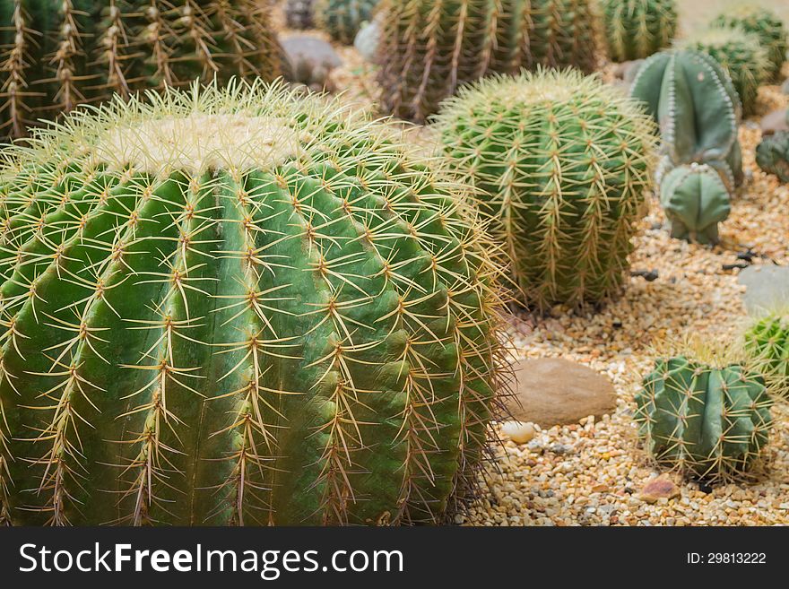 Echinocactus grusonii or Golden Barrel Cactus in the houseplant and landscape industry