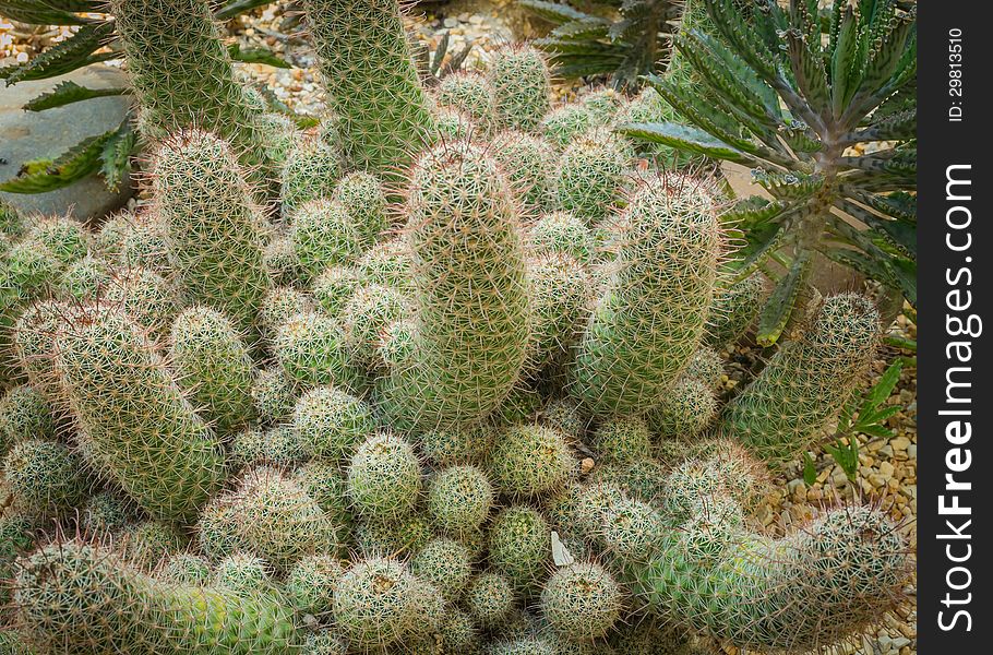 Mammillaria elongata or gold lace cactus or ladyfinger cactus