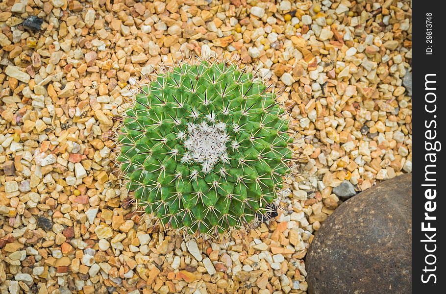 Echinocactus grusonii or Golden Barrel Cactus in the houseplant and landscape industry