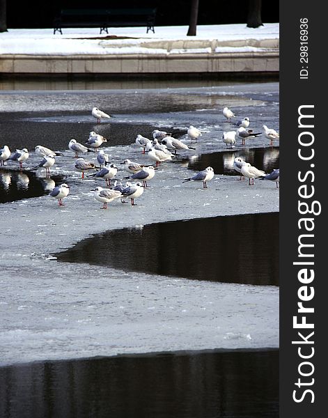 Flock of white birds on frozen lake