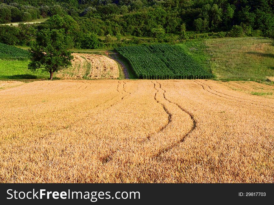 Grain field with a tree and a field of corn in the beckground