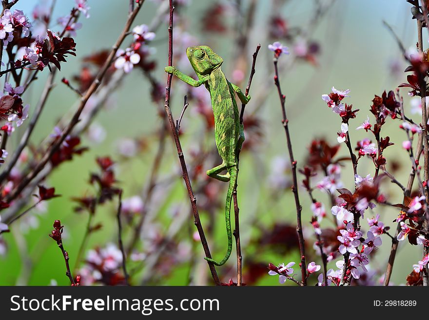 Green Chameleon Swinging On A Branch