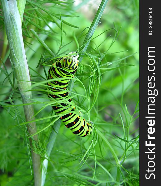 Beautiful caterpillar of Papilio machaon sitting on the fennel. Beautiful caterpillar of Papilio machaon sitting on the fennel