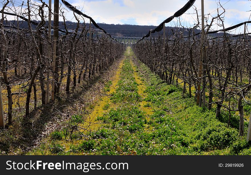 Plantation of apples in the winter