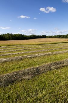 Cut Hay In Farm Field Stock Image Cut Hay In Farm Field Stock Image