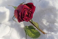 Dried Rose Frosted On Snow Cover Royalty Free Stock Image Dried Rose Frosted On Snow Cover Royalty Free Stock Image