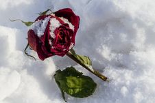 Dried Rose Frosted On Snow Cover Royalty Free Stock Images Dried Rose Frosted On Snow Cover Royalty Free Stock Images