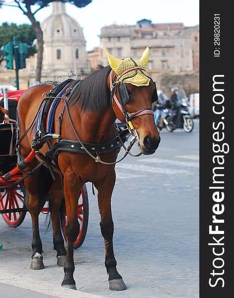 Traditional horse coach fiacre in Rome, Italy