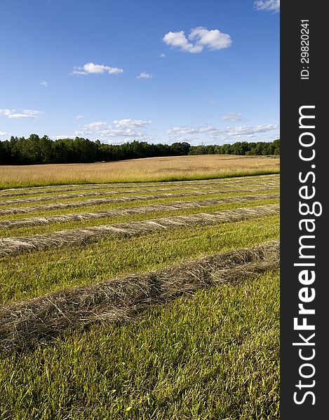 Freshly cut hay in a vertical image of a farm field, with copy space. Freshly cut hay in a vertical image of a farm field, with copy space
