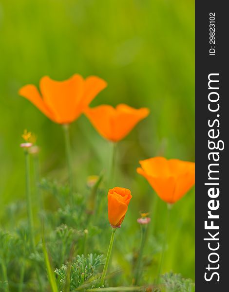 Wild Poppies In Bloom