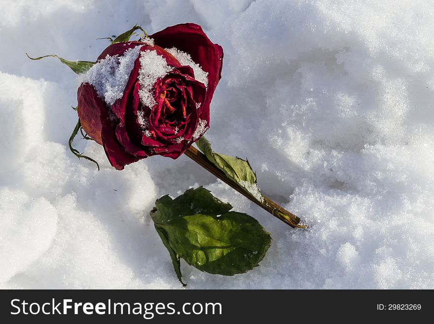 Dried rose frosted on snow cover