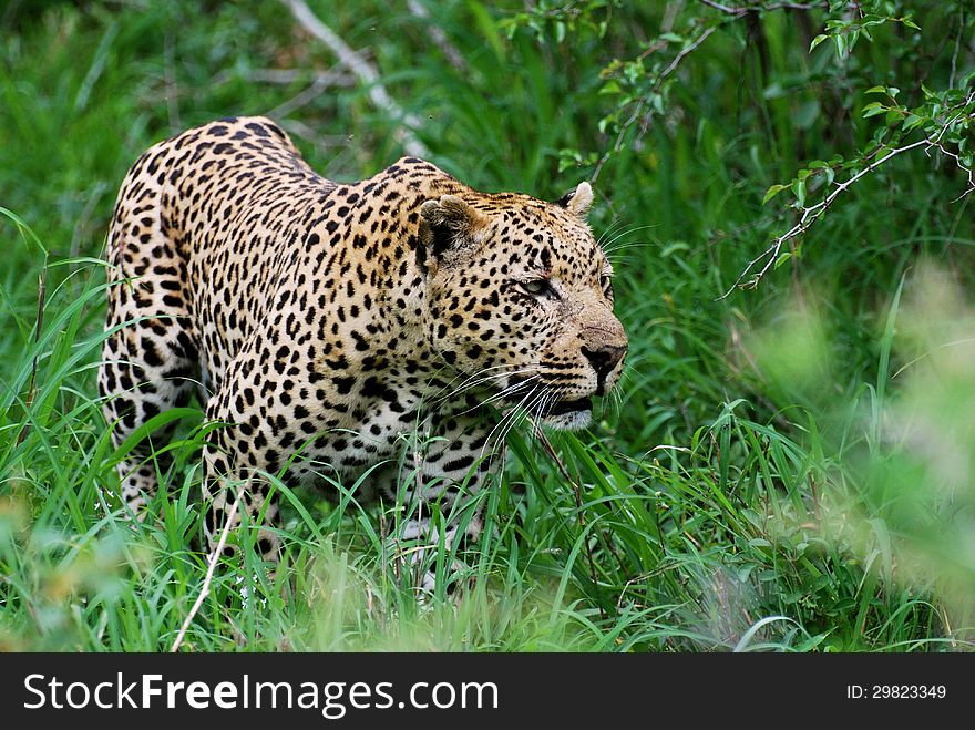 Leopard stalking its prey in Greater Kruger Park, South Africa