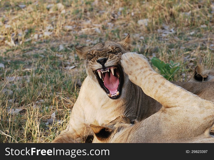 Angry Lioness in Linyanti Reserve, Botswana