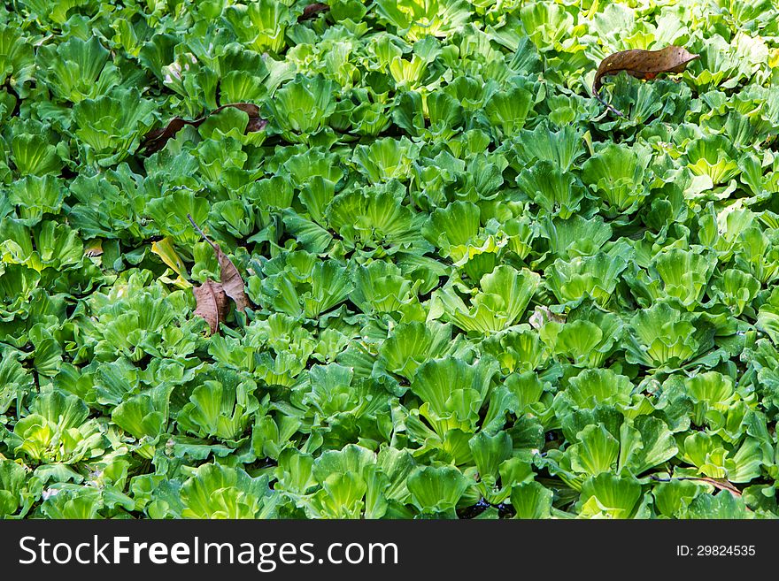 Pistia stratiotes Linn,Green water weeds pattern