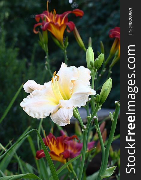 Large light flower of a daylily among not opened buds and claret with yellow flowers. Large light flower of a daylily among not opened buds and claret with yellow flowers.