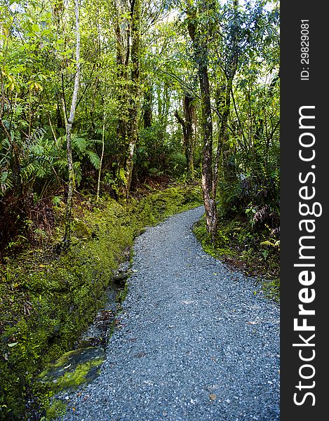A hiking path into the rain forest in New Zealand