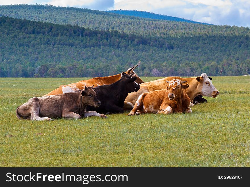 Cows are grazed in a steppe part of island Olkhon on lake Baikal. Cows are grazed in a steppe part of island Olkhon on lake Baikal