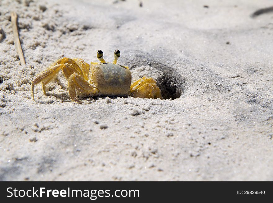 Crab crawled out of burrows on the beach Braazilii.