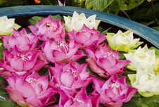 Lotus Flowers Stock Photos