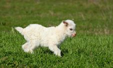 Baby Goat Running Royalty Free Stock Photography Baby Goat Running Royalty Free Stock Photography
