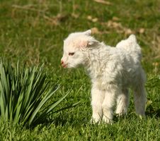 Baby Goat Kid Stock Photo