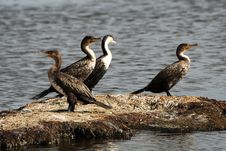 Four Cormorants On A Small Island Royalty Free Stock Photo Four Cormorants On A Small Island Royalty Free Stock Photo