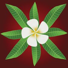 Ornament Of Frangipani Flowers & Leaves Stock Photography