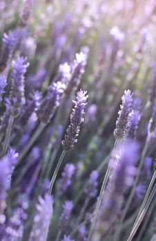 Flowers Of Lavender Royalty Free Stock Images Flowers Of Lavender Royalty Free Stock Images