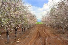 Blossoming Garden Of Peach Trees Stock Photography Blossoming Garden Of Peach Trees Stock Photography