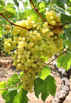 Harvest Of Green Grapes Royalty Free Stock Photography Harvest Of Green Grapes Royalty Free Stock Photography