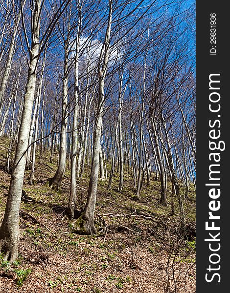 Panorama image of a beautiful italian beech forest.