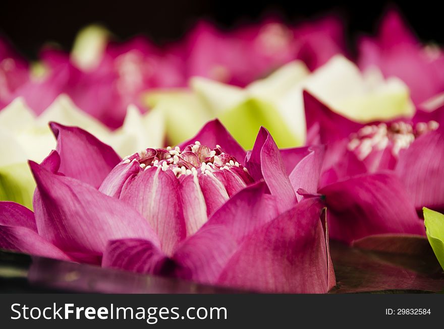 Pink and white lotus flowers closeup