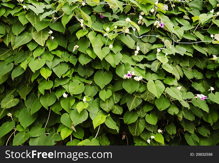 Green wall of climbing plants. Green wall of climbing plants