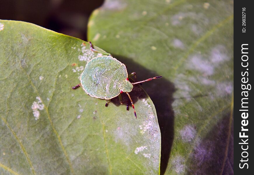 Forest bug on green leaf.
