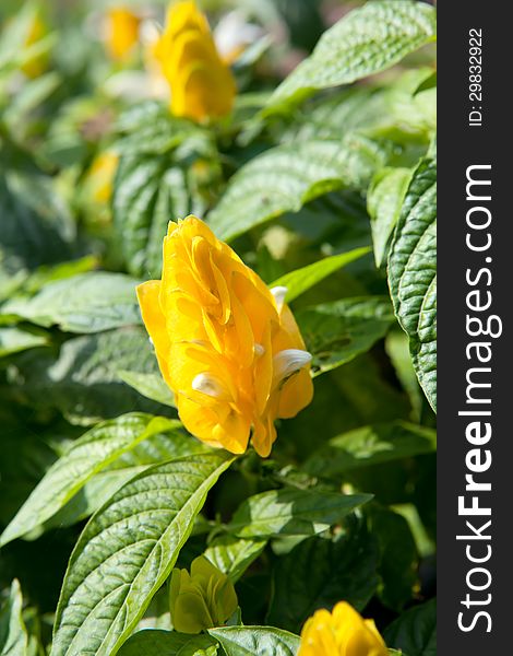 Pachystachys lutea, known by the common names Lollipop Plant and Golden Shrimp Plant